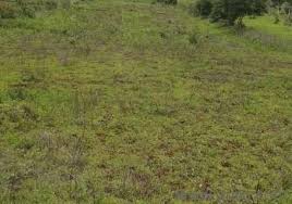 Residential Plot Is Available For Sale