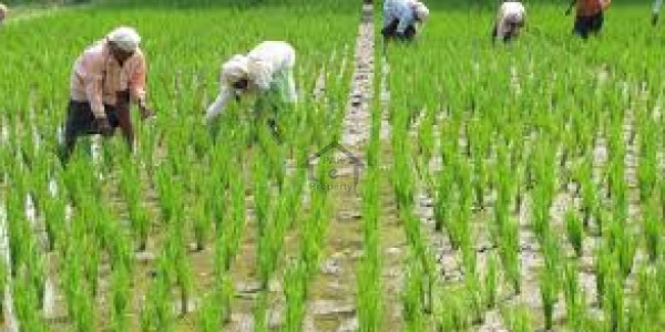 Chishtian Road-  640 Kanal-  Agriculture Land  For Sale.