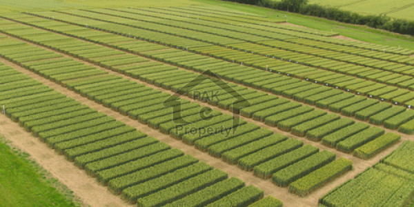 Plot For Sale In Nawabshah