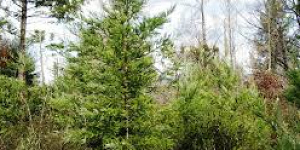 E-16/2 - 1 Kanal Residential Plot Available For Sale IN Islamabad