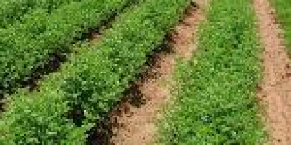 Talagang Road - Land Is Available For Sale IN Chakwal