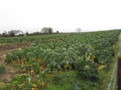 Super Highway Karachi-4,000 Sq. Yd-Agricultural Land For Sale