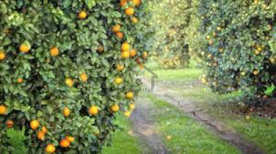 shahab khel -1200 kanal -agriculture orange land for sale
