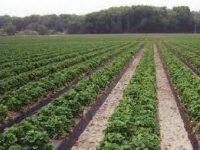 552 Kanal-Agricultural Land For Sale At Bahawalnagar