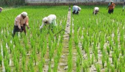 Kala Khatai Road, - 256 Kanal - Land For Sale in  Lahore.