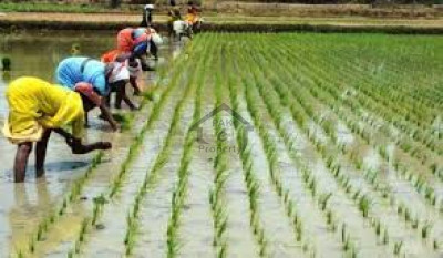 Kala Khatai Road, - 256 Kanal - Land For Sale in  Lahore.