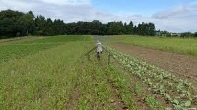 Sue-e-Asal, - 13 Kanal - Agricultural Land For Sale