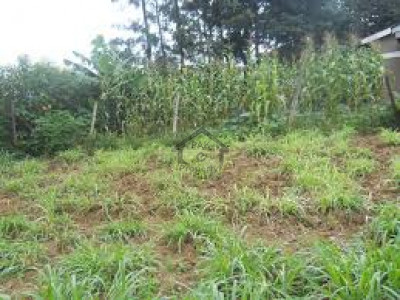 8 Kanal Farm House Plot For Sale In Blue World City.