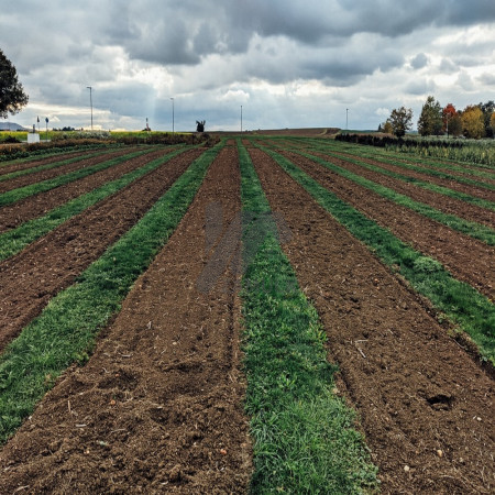 17 Acre Fully Agriculture Land For Sale For Investment Near Samundari Road