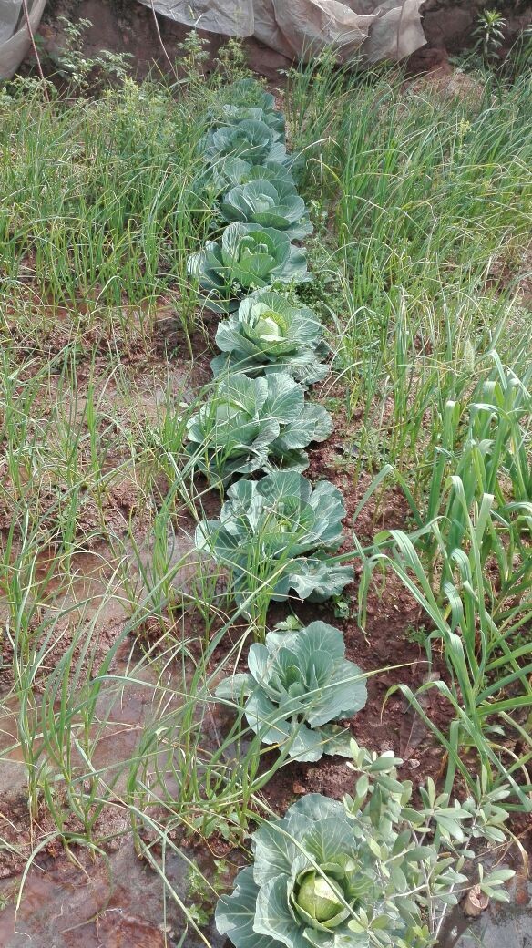 5 Kanal Beautiful Level Farm House - Pn Naval Farm House Islamabad For Sale