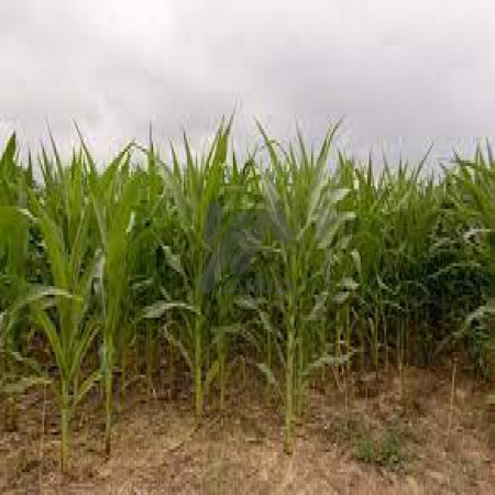 18 Kanal Agricultural Land For Sale In Bedian Road