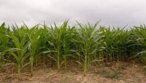 96.8 Kanal Agricultural Land For Sale In Mouza Shabi