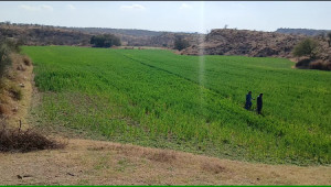 2,200 Kanals Agriculture Land For Sale with Water Dam in Talagang LAWA