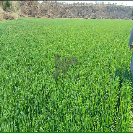 2,200 Kanals Agriculture Land For Sale with Water Dam in Talagang LAWA