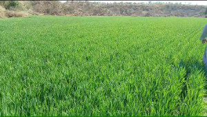 2,200 Kanals Agriculture Land For Sale with Water Dam in Talagang LAWA