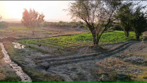 200 Kanals Agriculture Land for Sale in Lawa, Talagang, Chakwal