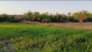 200 Kanals Agriculture Land for Sale in Lawa, Talagang, Chakwal